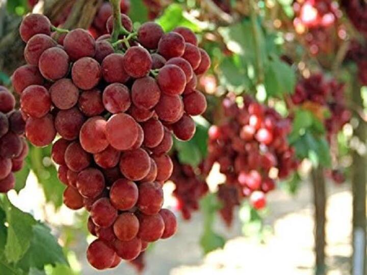 Ruby Roman Grapes: உலகின் விலை உயர்ந்த திராட்சை.. இது உலக சாதனை… ஒரே ஒரு ரூபி ரோமன் திராட்சையின் விலை தெரியுமா?