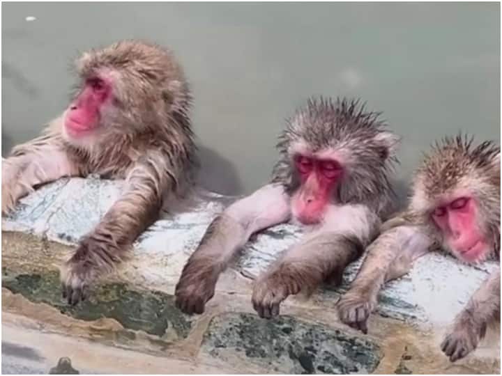 three monkeys resting in pond cute bandar ka viral video Viral Video: नहाने के बाद पूल में ही सो गए तीन आलसी बंदर, यूजर्स बोले- क्यूटनेस ओवरलोडेड