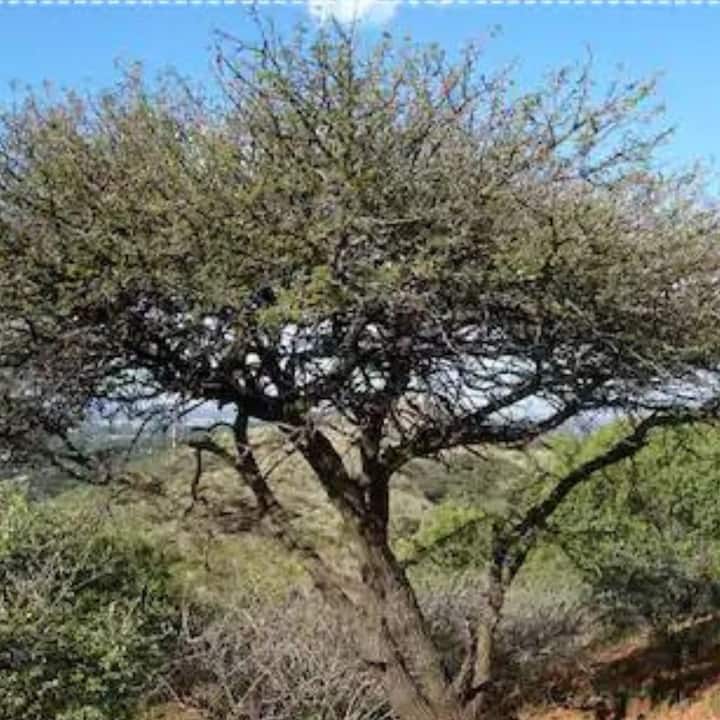 ঘরে লাগানো কোনও গাছ শুকিয়ে গেলে তা তুলে ফেলাই ভাল। বাস্তু অনুসারে, শুকনো গাছ এবং গাছপালা ঘরে দুঃখ আনে এবং নেতিবাচকতা বাড়ায়।