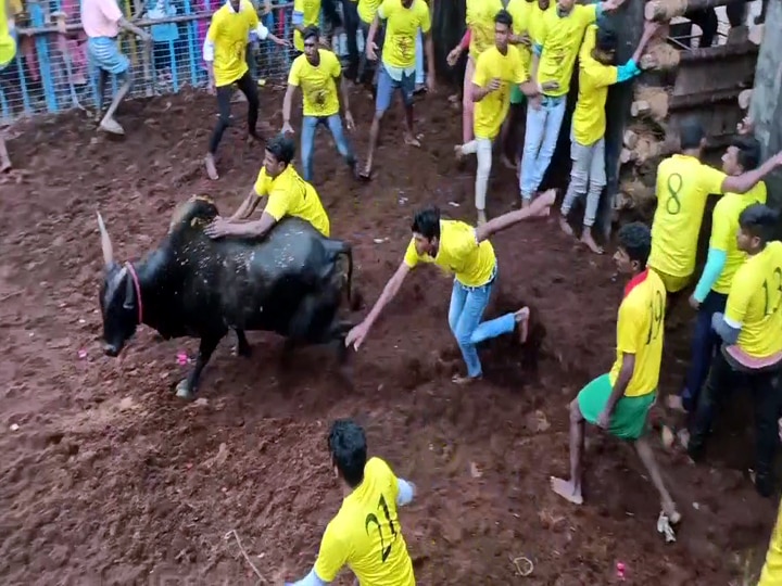 புனித அந்தோணியார் கோவில் ஆண்டுத் திருவிழாவை முன்னிட்டு ஜல்லிக்கட்டு போட்டி