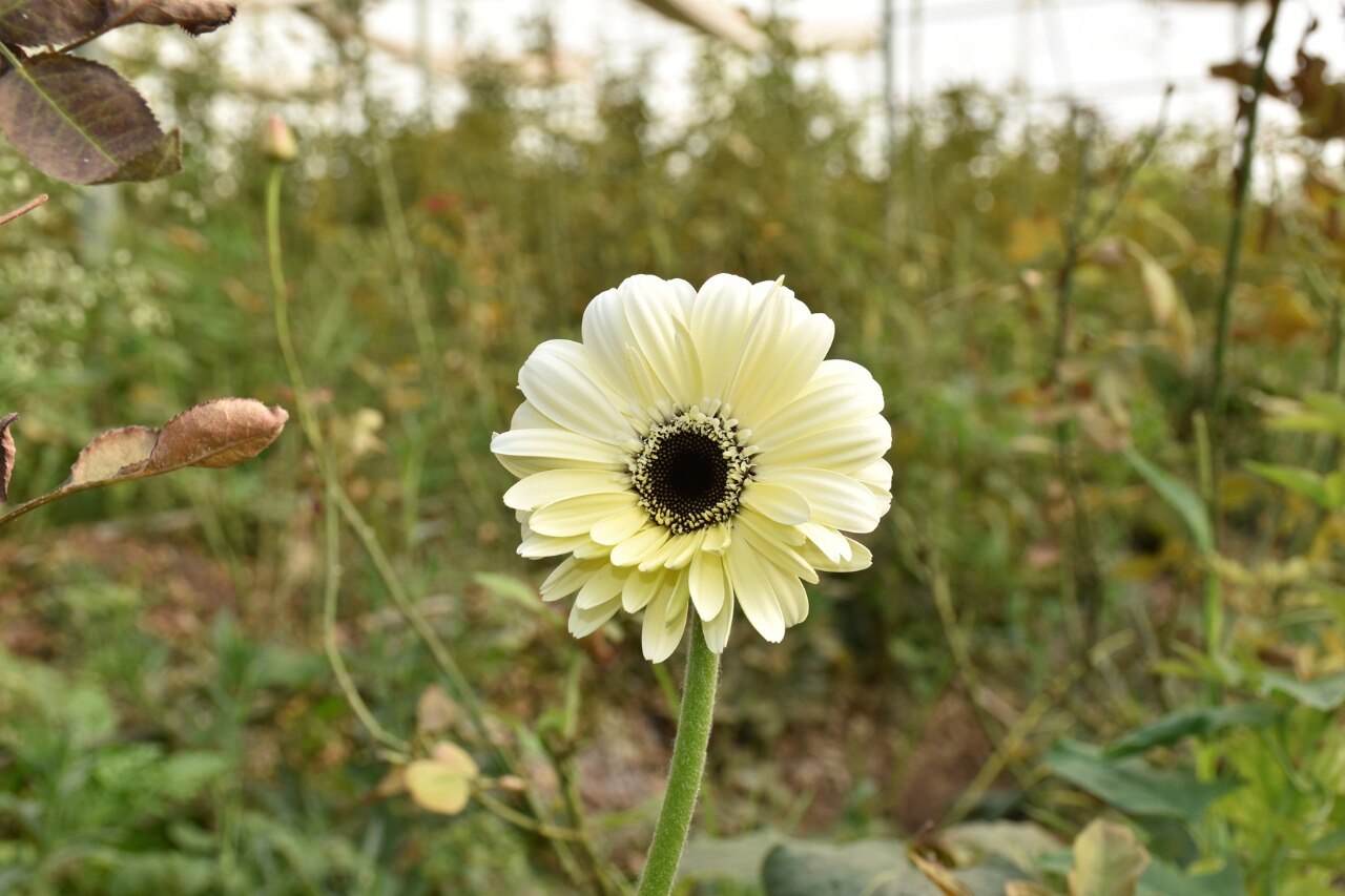 Horticulture Farming: અમરેલીનો ખેડૂત ફૂલની ખેતીથી કરે છે  તગડી કમાણી, મળ્યો છે શ્રેષ્ઠ ખેડૂતનો એવોર્ડ