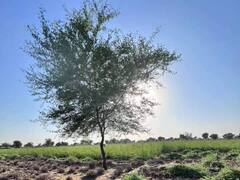 In Pics: पूरी दुनिया में छा गई है सोजत की मेहंदी, इस वजह से आता है गहरा सुर्ख रंग, देखें तस्वीरें