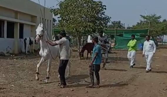 तसेच घोड्यांची नाच स्पर्धा देखील आयोजित करण्यात आली आहे.