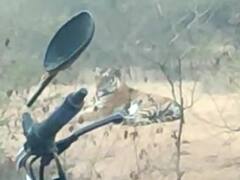 चित्रकूट के घने जंगलों में आराम फरमाते नजर आया बाघ, दहाड़ लगाई तो सहमे लोग