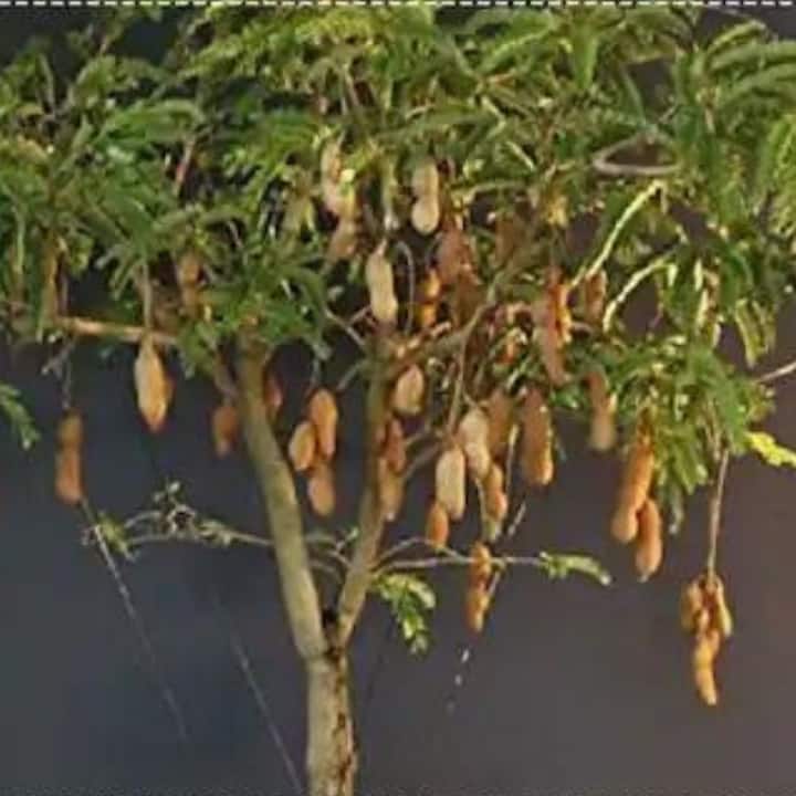 বাস্তুশাস্ত্র অনুসারে, তেঁতুল গাছ ঘরে নেতিবাচকতা নিয়ে আসে। এটি লাগালে ঘরে সর্বদা ভয় ও আতঙ্কের পরিবেশ থাকে। সেজন্য ঘরে লাগানো উচিত নয়।
