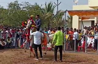 Horse Market Indapur : सात ते आठ जातींचे घोडे अन् कोट्यावधींची उलाढाल! इंदापूरात भरलाय घोड्यांचा बाजार