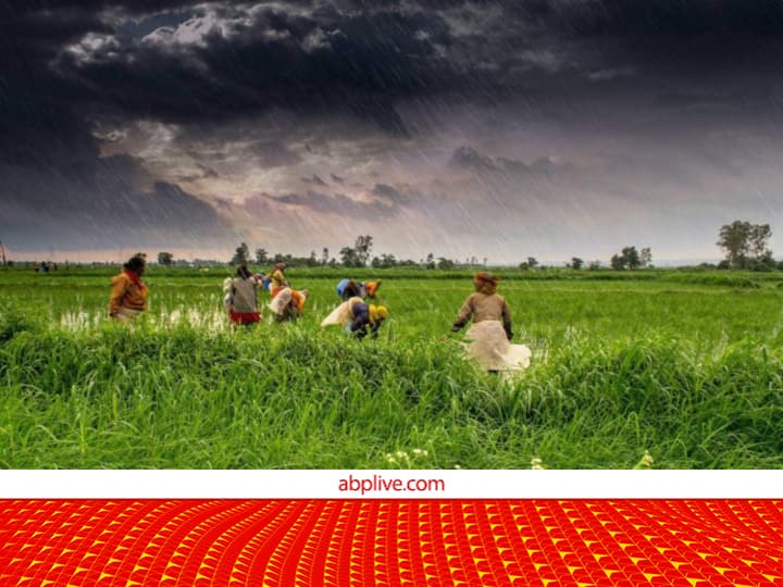 Rain alert in UP, Haryana, Punjab, Delhi, how is the effect of this weather on crops, know here