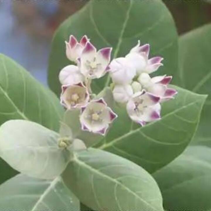 শাস্ত্র মতে, ঘরে বাবলা গাছ লাগালে বিবাদ বাড়ে। এতে পরিবারের সদস্যরা মানসিকভাবে অসুস্থ হতে শুরু করে। এটি বাড়ির আশপাশে রাখাও অশুভ বলে মনে করা হয়।