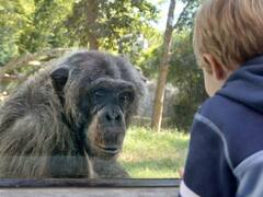 What Is Common And Different Between Adolescent Chimpanzees And Humans? Study Examines Risk-Taking Behaviour