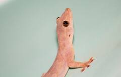 বাড়ির দেওয়ালে কি টিকটিকি থাকা শুভ? কীসের ইঙ্গিত দেয়?