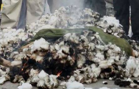बहिरम परिसरातील गावातील शेतकऱ्यांनी स्वयंम स्फूर्तीनं कापसाचे गाठोळे आणून जाळले. कापसाचे भाव पाडल्यामुळं शेतकरी चिंताग्रस्त झाले आहे.