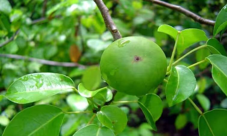 the worlds most poisonous tree if someone stands under it in the rain blisters will fall on the body ਦੁਨੀਆ ਦਾ ਸਭ ਤੋਂ ਜ਼ਹਿਰੀਲਾ ਦਰੱਖਤ, ਜੇਕਰ ਕੋਈ ਇਸ ਦੇ ਹੇਠਾਂ ਬਰਸਾਤ 'ਚ ਖੜ੍ਹਾ ਹੋਵੇ ਤਾਂ ਸਰੀਰ 'ਤੇ ਪੈ ਜਾਣਗੇ ਛਾਲੇ!