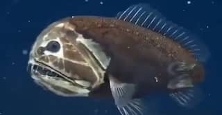 Viral Video: ਸਮੁੰਦਰ ਵਿੱਚ ਤੈਰਦੀ ਦਿਖੀ 'ਭੂਤਨੀ' ਮੱਛੀ, ਰੂਪ ਅਜਿਹਾ ਕਿ ਡਰ ਨਾਲ ਕੰਬ ਗਏ ਲੋਕ, ਵੀਡੀਓ ਵਾਇਰਲ