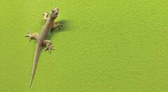 Vastu Tips For Home: বাড়িতে টিকটিকির উপদ্রব? এই ইঙ্গিত ভাল না খারাপ?