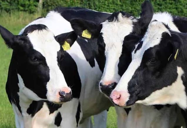 With Stagnant Milk Output In India, Govt May Consider Import Of Diary Products With Stagnant Milk Output In India, Govt May Consider Import Of Diary Products