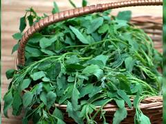 सर्दियों में मिलने वाले इस हरे पत्ते से मिलते हैं सेहत को बड़े लाभ...आप भी कीजिए ट्राई