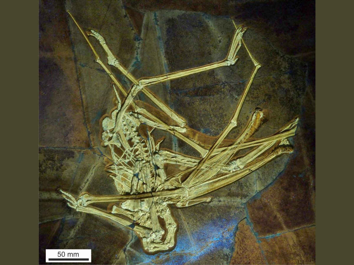 The bones of Balaenognathus maeuseri found in a slab of limestone in Bavaria, Germany (University of Portsmouth)
