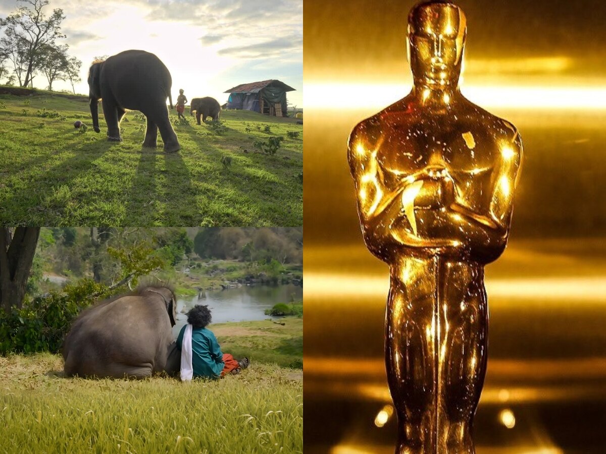 The Elephant Whisperers Gets Nominated Under Best Short Documentary ...