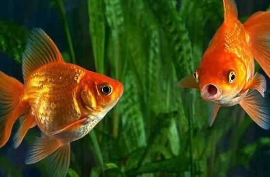 ગોલ્ડન ફિશ- ગોલ્ડન ફિશ અથવા ગોલ્ડન ફિશ ઘરના વાસ્તુ દોષોને દૂર કરે છે. વાસ્તુ અનુસાર તેને ઘરમાં રાખવાથી ધનમાં વૃદ્ધિ થશે. અને આર્થિક સ્થિતિ મજબૂત બને છે.