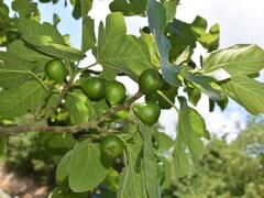 Ganesh Jayanti 2023 : गणेश जयंतीला घरात लावा हे रोप, कुटुंबात प्रेम वाढेल, कलह आणि तणाव कमी होईल