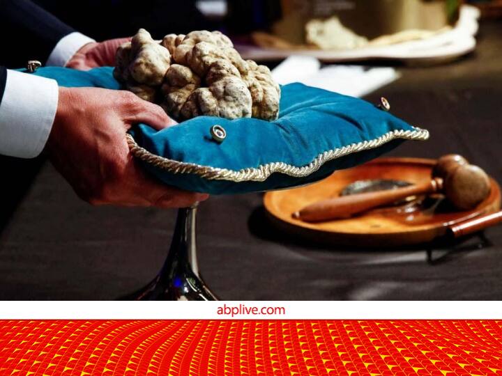 White Truffle Mushroom: 15 लाख रुपये में नीलाम हो चुका है दुनिया का सबसे महंगा मशरूम, खूबियां जानकर दंग रह जाएंगे! Worlds most expensive white truffle mushroom sells for Rupees 15 lakh Rupees White Truffle Mushroom: 15 लाख रुपये में नीलाम हो चुका है दुनिया का सबसे महंगा मशरूम, खूबियां जानकर दंग रह जाएंगे!