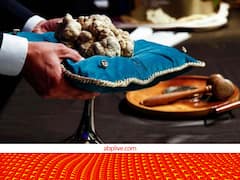 15 लाख रुपये में नीलाम हो चुका है दुनिया का सबसे महंगा मशरूम, खूबियां जानकर दंग रह जाएंगे!