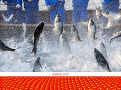 मछली पालन से जुड़ने का ये मौका है शानदार! अब 40% की बजाए 80% सब्सिडी देगी सरकार, फटाफट पढ़ लें पूरी डीटेल