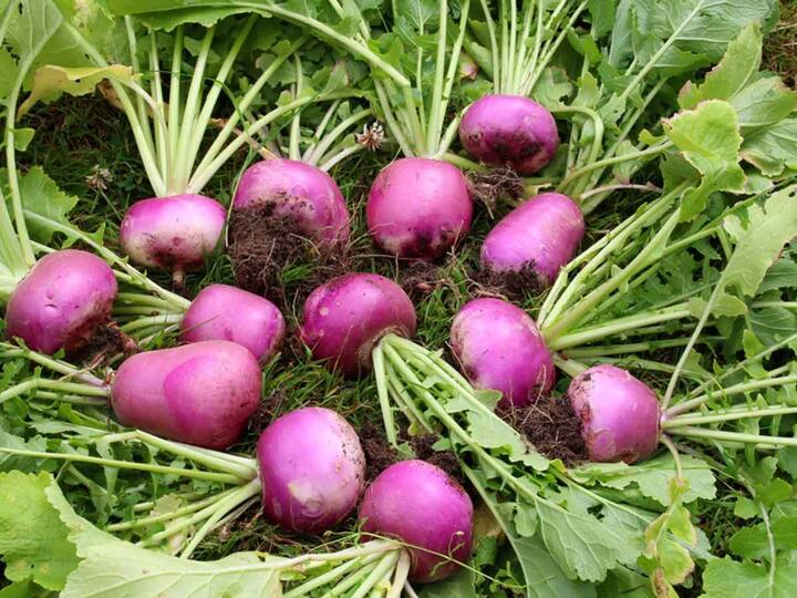 शलजम में मिनरल्स, फाइबर, विटामिन सी कैल्शियम जैसे पोषक तत्व पाए जाते हैं जो सेहत के लिए लाभकारी माने जाते हैं.
