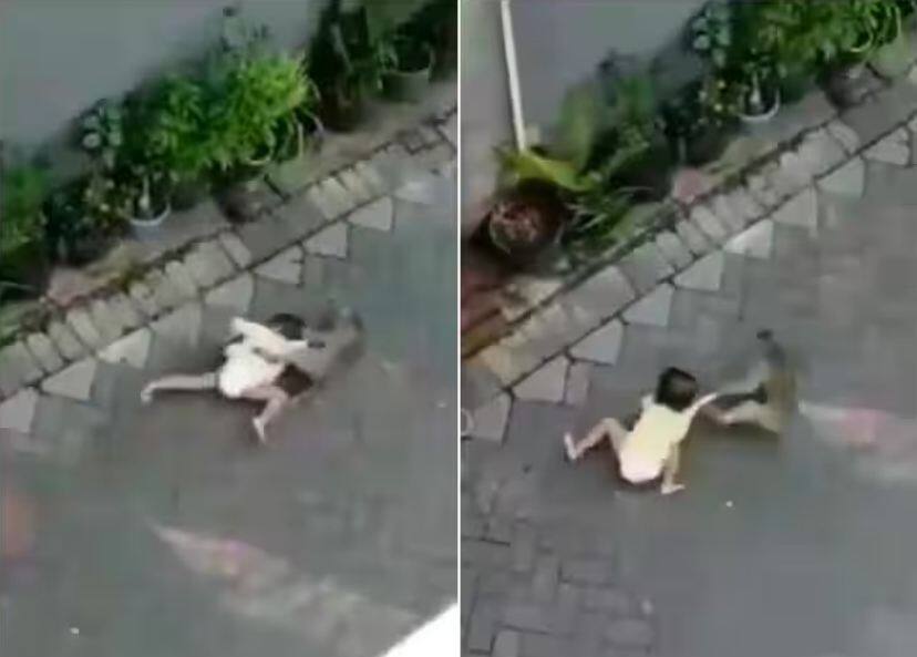 monkey dragging innocent child shocking viral Bandar ka video Shocking Video: ਘਰ ਦੇ ਬਾਹਰ ਬੈਠੇ ਬੱਚੇ ਨੂੰ ਘਸੀਟ ਕੇ ਲੈ ਗਿਆ ਬਾਂਦਰ ਤੇ ਫਿਰ ..ਵੀਡੀਓ ਦੇਖ ਤੁਹਾਡੇ ਹੋਸ਼ ਉੱਡ ਜਾਣਗੇ