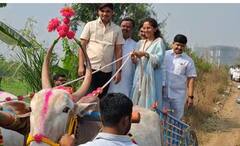 In Pics :  सुप्रिया सुळे बैलगाडीतून स्ट्रॉबेरीच्या शेतात