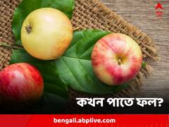 পাতে থাকবে ফল, কিন্তু কখন? কীভাবে মিলবে উপকার?