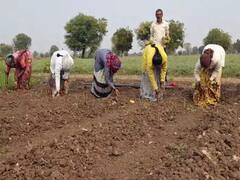 बुलढाणा जिल्ह्यात कांदा लागवडीला वेग, दीड ते अडीच हजार हेक्टर क्षेत्रावर कांदा लागवड होण्याची शक्यता