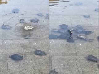 Viral Video: ਪਾਣੀ 'ਚ ਪਲਟਿਆ ਕੱਛੂ, ਫਿਰ ਦੋਸਤਾਂ ਨੇ ਕੀਤੀ ਮਦਦ, ਮੁਸੀਬਤ 'ਚ ਦੇਖ ਕੇ ਹੋ ਗਏ ਇਕਜੁੱਟ!