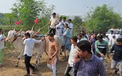 In Pics :  सुप्रिया सुळे बैलगाडीतून स्ट्रॉबेरीच्या शेतात