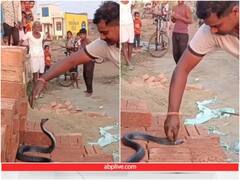 Video: शख्स ने पलक झपकते ही कर दिया फन फैलाए गुस्सैल सांप का रेस्क्यू, देखते रह गए लोग