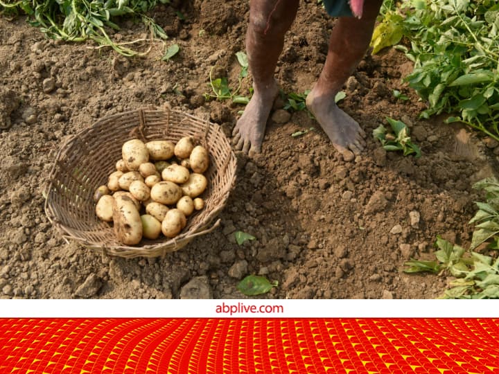 Top 6 states growing 90 percent of the total production of potatoes in India Potato Production:  देश को 90% आलू उत्पादन इन 6 राज्यों से मिलता है, आखिर कौन सी तकनीक अपनाते हैं किसान
