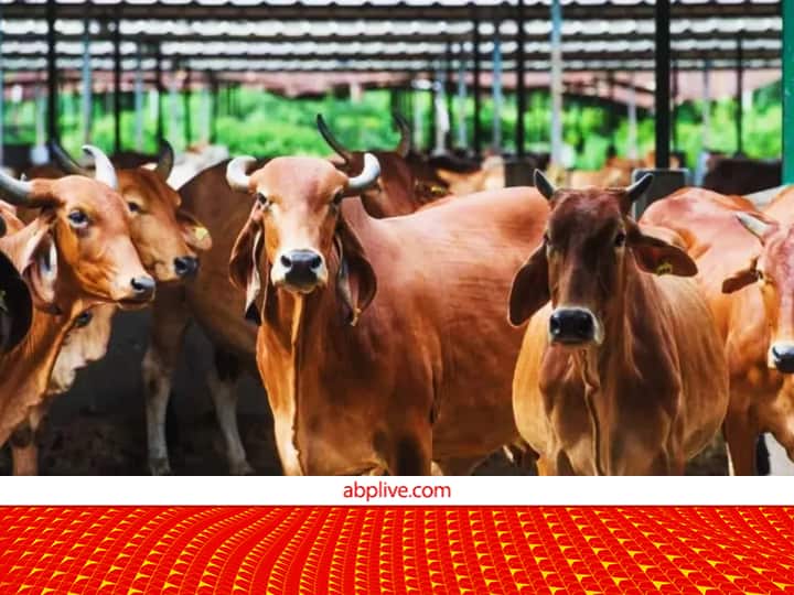 Haryana Govt Provide Pashu KCC Loan on the purchase of Cattles See Application Process Pashupalan Yojan: किन-किन पशुओं को खरीदने के लिए सरकार लोन देती हैं, यहां जानें पात्रता से लेकर एप्लीकेशन तक सब कुछ