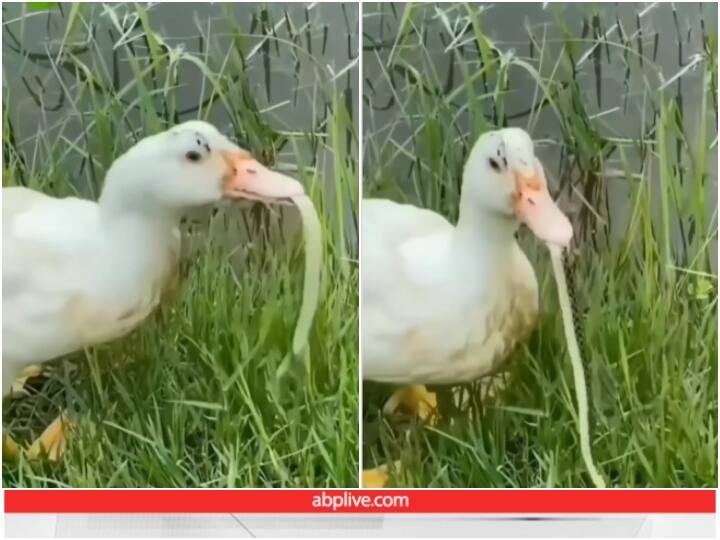 Duck seen swallowing snake alive near pond Video: सांप का शिकार करते नजर आया बत्तख, देखते ही देखते पूरा निगल लिया... देखें वीडियो