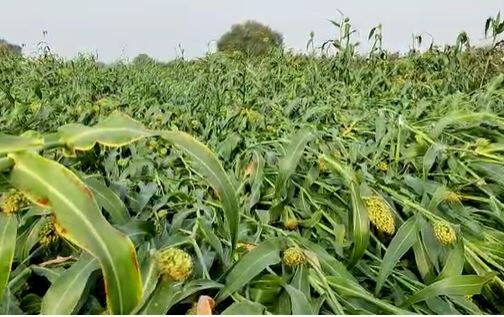 अवकाळी पावसाचा ज्वारीसह हरभऱ्याला फटका