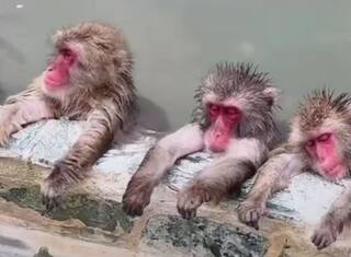 Viral Video: ਨਹਾਉਣ ਤੋਂ ਬਾਅਦ ਪੂਲ 'ਚ ਹੀ ਸੌਂ ਗਏ ਤਿੰਨ ਆਲਸੀ ਬਾਂਦਰ, ਯੂਜ਼ਰਸ ਨੇ ਕਿਹਾ- ਕਿਊਟਨੇਸ ਓਵਰਲੋਡ