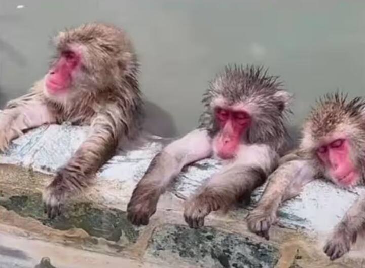 three monkeys resting in pond cute Bandar ka viral video Viral Video: ਨਹਾਉਣ ਤੋਂ ਬਾਅਦ ਪੂਲ 'ਚ ਹੀ ਸੌਂ ਗਏ ਤਿੰਨ ਆਲਸੀ ਬਾਂਦਰ, ਯੂਜ਼ਰਸ ਨੇ ਕਿਹਾ- ਕਿਊਟਨੇਸ ਓਵਰਲੋਡ