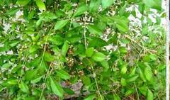 Vastu Tips: વાસ્તુ મુજબ દુર્ભાગ્ય અને દ્રરિદ્રતાને નોતરે છે આ 6 પ્લાન્ટ્સ, ભૂલથી પણ ઘરમાં ન વાવો