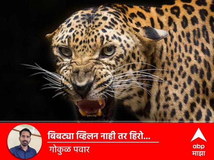 Leopard is not a villain but a hero what should the media be careful about while making news blog by Gokul Pawar BLOG : बिबट्या व्हिलन नाही तर हिरो, माध्यमांनी बातम्या करताना काय काळजी घ्यावी?