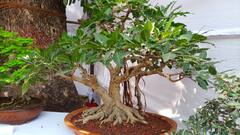 In Pics : लाल, गुलाबी फुलंच फुलं! पुष्प प्रदर्शनाने बहरले पुण्यातील एम्प्रेस गार्डन; नयनरम्य फोटो एकदा बघाच...