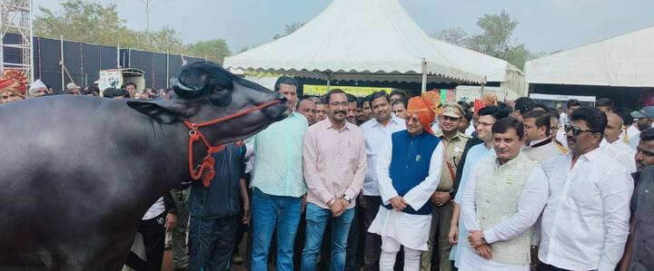 बादशाह रेडा हा 4 वर्षांचा असून त्याचे वजन 1100 किलो असून सुखाचारा बाजरी, मका, ड्रायफ्रूट असे एक वेळ तो खाद्य खातो. त्याचा रोजचा खर्च चार ते पाच हजार रुपये आहे.