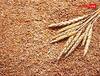 Wheat Price Hike: ਕਣਕ-ਆਟੇ ਦੀਆਂ ਮਹਿੰਗੀਆਂ ਕੀਮਤਾਂ ਤੋਂ ਮਿਲੇਗੀ ਰਾਹਤ, 30 ਲੱਖ ਟਨ ਕਣਕ ਖੁੱਲ੍ਹੇ ਬਾਜ਼ਾਰ 'ਚ ਵੇਚੇਗੀ FCI