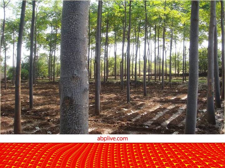 If you plant Malabar Neem on the boundary of the farm, then you will earn a bumper, the government will give help of Rs 25,500.