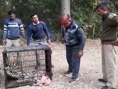 बांसवाड़ा में आतंक फैलाने वाले पैंथर की ग्रामीणों ने पीट-पीटकर की हत्या, वन विभाग ने दर्ज किया केस