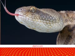 इस देश में नहीं पाया जाता एक भी सांप, इसकी वजह काफी दिलचस्प है...