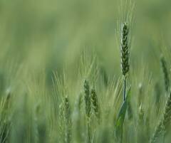 Wheat : 30 लाख मेट्रिक टन गव्हाची विक्री होणार, सरकारची मंजुरी